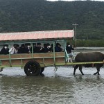 水牛車でのんびり