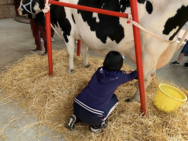 牛の乳搾り体験